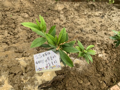 Tree Planting (Nanda Campus)-2020/04/22